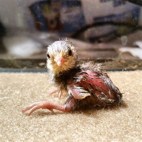 Baby Button Quail by Kitsuda on DeviantArt