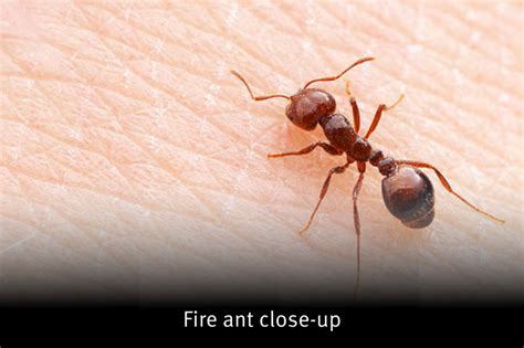 Appearance | National Fire Ant Eradication Program