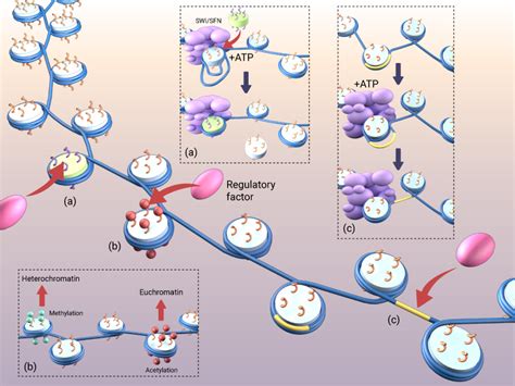 How does chromatin remodeling impact gene transcription? - Mechanobiology Institute, National ...