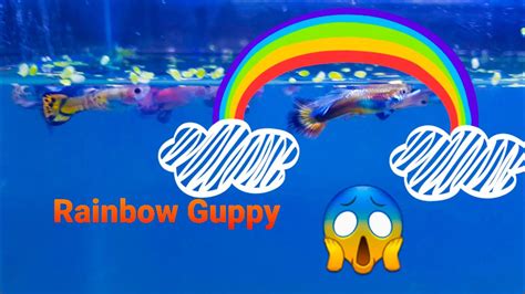 Rainbow Guppy || Cross Breeding All Guppies @ Result - YouTube