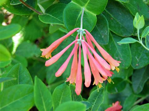 LONICERA SEMPERVIRENS | FloridaGardener.com