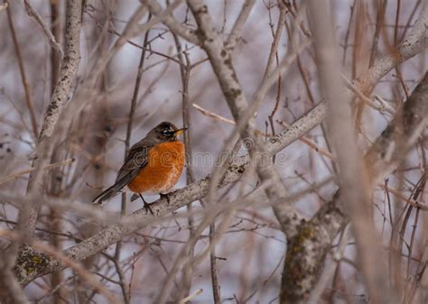 American Robin Resting on a Branch in Winter. Stock Photo - Image of ...