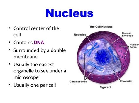 Describe the Structure of the Nucleus