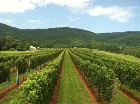 Afton Mountain vineyards | Vineyard, Afton, Virginia homes