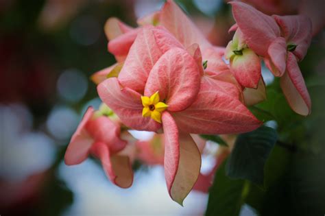 Dona Queen Sirikit is a bush of ornamental plant of the philippines, flowering almost all year ...