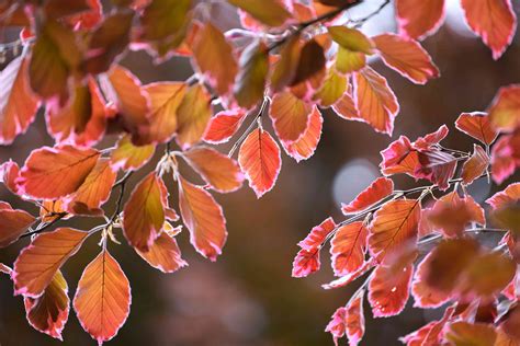 Tricolor Beech: Plant Care & Growing Guide