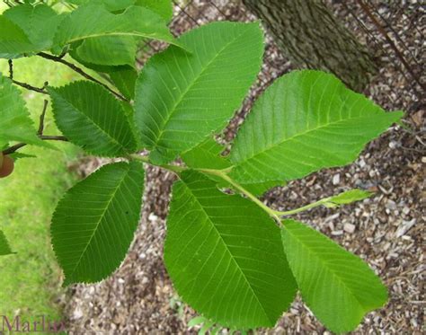 AKPWEHKG: elm tree identification bark