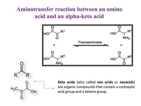 Amino acid synthesis | PPT