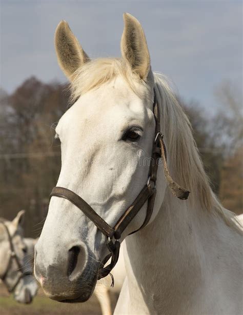 White Horse Portrait. Detailed Picture of the Beautiful White Horse ...