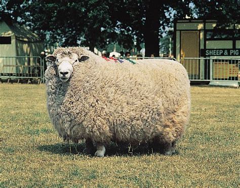 Romney | breed of sheep | Britannica.com