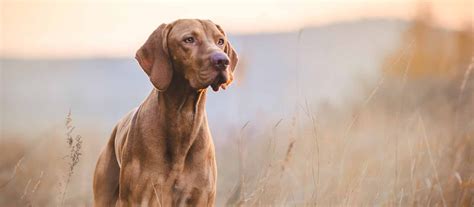 Vizsla Puppies For Sale - Greenfield Puppies