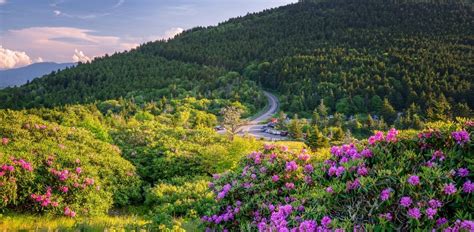 North Carolina Wildflowers Guide (& Where to See Them in Western NC)