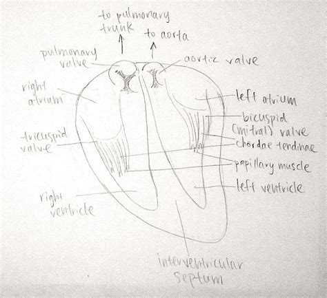 J's Anat & Phys Blog: 2015.11.01 Sheep Heart Dissection