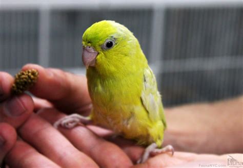 American Yellow Pacific Parrotlet