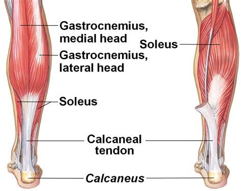 [DIAGRAM] Forearm Tendon Diagram - MYDIAGRAM.ONLINE