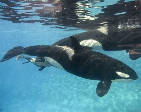 SeaWorld orca shows, whale breeding banned in California | 89.3 KPCC