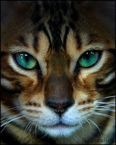 Beautiful Bengal green eye | Animal Art | Pinterest