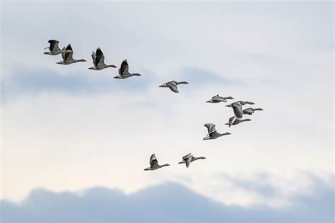 Why Do Birds Fly in a V Formation? The 2 Main Reasons - Optics Mag