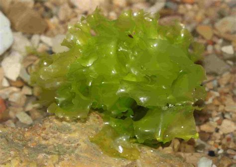 El cultivo de un alga chilena puede descontaminar zonas afectadas por derrames de petróleo ...