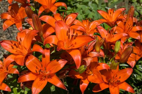 The Different Types of Lilies - Garden Lovers Club