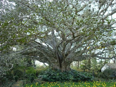 Common fig tree | Flickr - Photo Sharing!