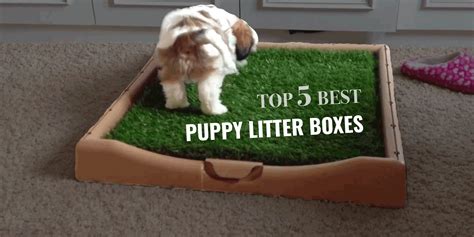 Top 5 Best Puppy Litter Boxes — Grass Boxes, Pee Pads & More!