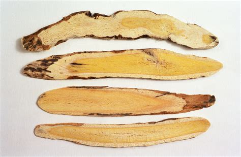 Astragalus: Traditional recipes for the immune system | Dr. Laurell Matthews, ND