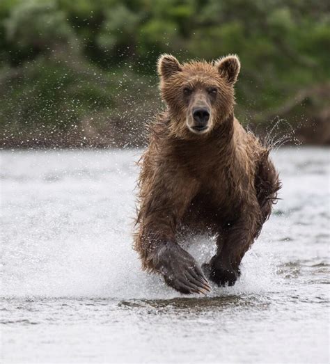 Katmai National Park & Preserve | MowryJournal.com