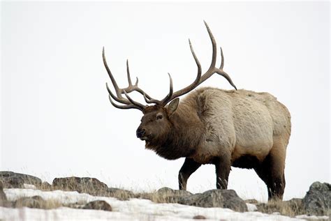 Bull Elk Approaching by Mark Newman