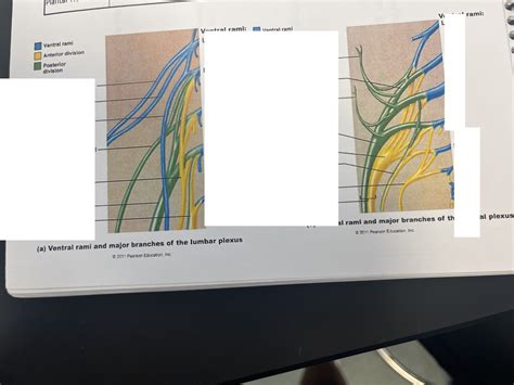 anatomy practical 2 ventral rami Diagram | Quizlet