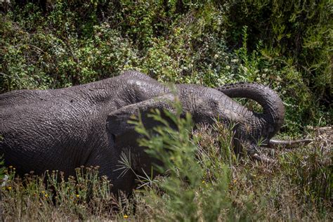 Close Up Shot of an Elephant · Free Stock Photo