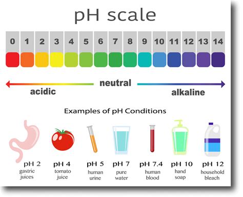 The importance of slightly alkaline blood pH | Nature Reigns