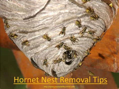 PPT - Hornet Nest Removal Tips PowerPoint Presentation, free download - ID:7311088