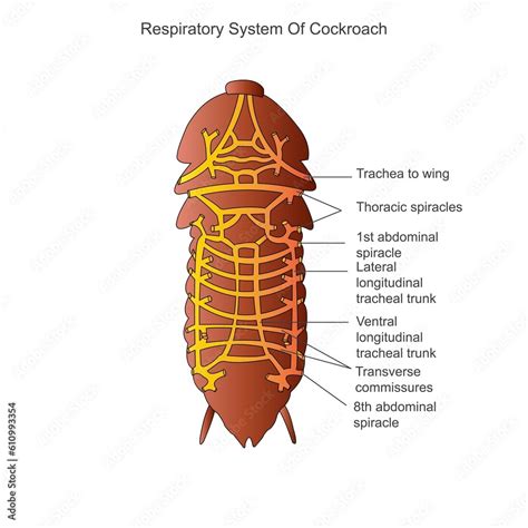 Cockroach anatomy, respiratory system of cockroach. Biological illustration. Labelled diagram of ...