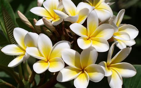 White Frangipani Flowers Wallpapers - 1680x1050 - 255461