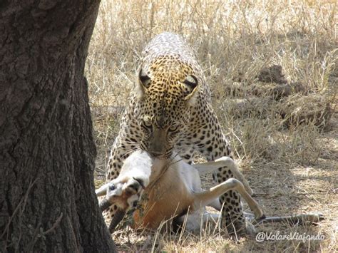 Momentos de un safari