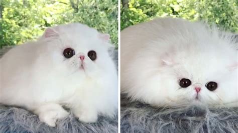 Fluffy Persian Kittens