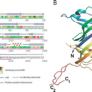 (A) Amino acid sequence and secondary structure of the SSB protein from ...