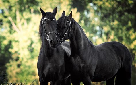 Black Horse Wallpapers - 4k, HD Black Horse Backgrounds on WallpaperBat