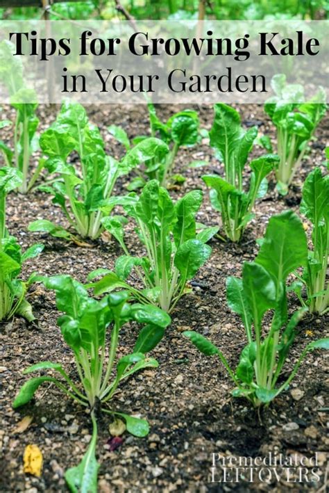 Tips for Growing Kale in Your Garden