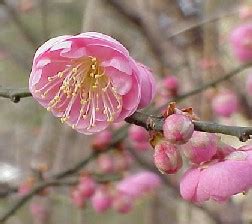 Prunus mume - Alchetron, The Free Social Encyclopedia