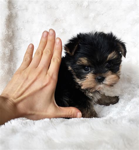 Tiny Teacup Yorkshire Terrier Puppy for sale! Mason | iHeartTeacups