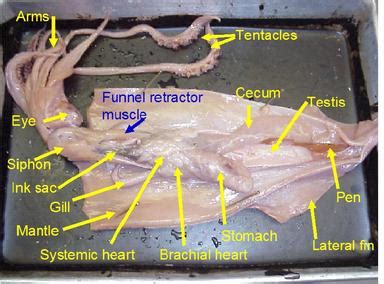 Squid Dissection - Marine Science