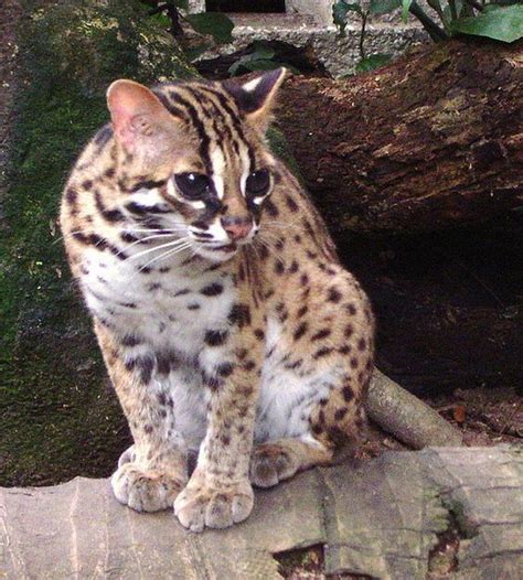 Visayan leopard cat - Alchetron, The Free Social Encyclopedia