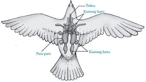 Sistem Pernapasan pada Burung (Aves)