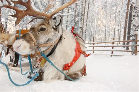 Erweitern Leere Prominent reindeer male and female Voll Pfeilspitze ...