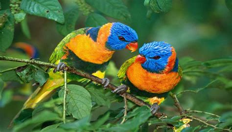 Nepal Bird Watching Tour | Bird Watching Holidays | Birds Of Nepal