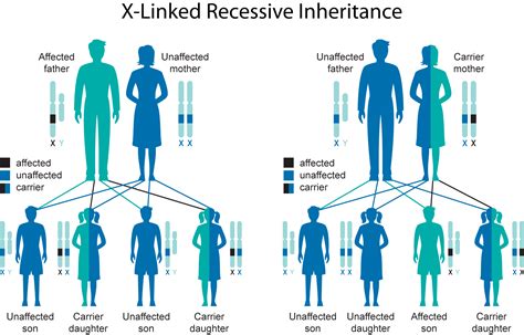 Genetics and Inheritance - NFED