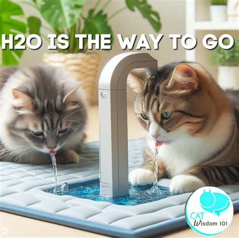 h2o-hydration-cats | Cat Wisdom 101