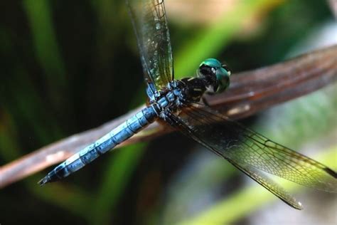 Where Do Dragonflies Live? Dragonfly Habitat During Life Stages